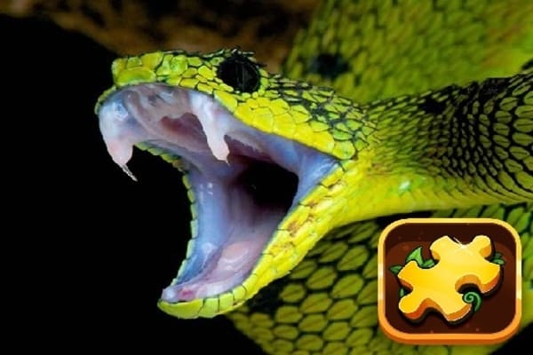 Play Snake Puzzle Challenge